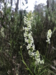 Stackhousia monogyna