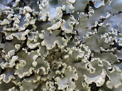 Parmotrema clavuliferum