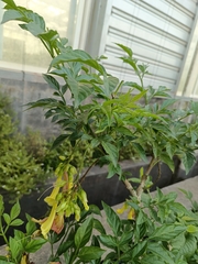 Campsis
