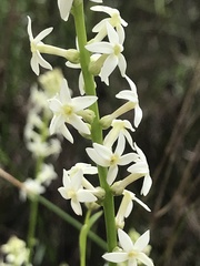 Stackhousia monogyna