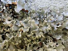 Parmotrema clavuliferum