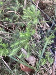 Acrotriche serrulata