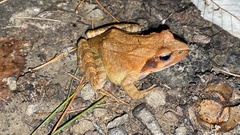 Rana uenoi