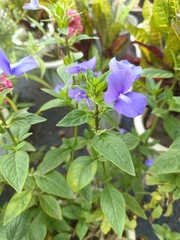 Achetaria azurea