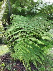 Cyatheales