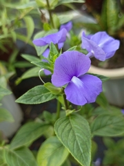 Achetaria azurea