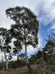Eucalyptus viminalis