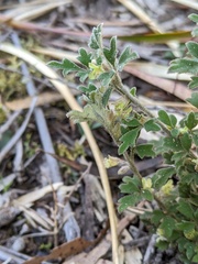 Xanthosia pilosa