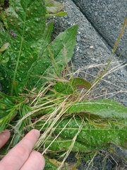 Festuca myuros