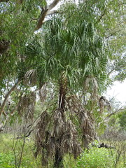Livistona decora