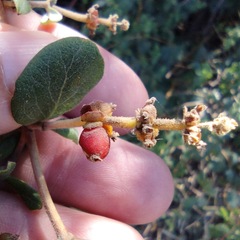 Lonicera subspicata denudata