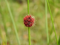 Chorizandra sphaerocephala