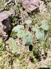 Proboscidea louisianica