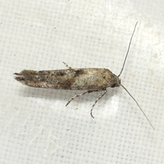 Epermenia