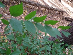 Lonicera maackii