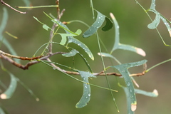 Erythrina vespertilio
