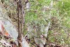 Erythrina vespertilio