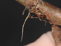 Ophiocordyceps unilateralis
