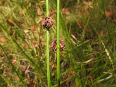 Chorizandra sphaerocephala