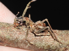 Ophiocordyceps unilateralis
