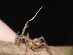 Ophiocordyceps unilateralis