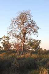Erythrina vespertilio