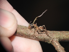 Ophiocordyceps unilateralis