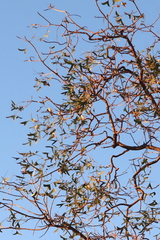 Erythrina vespertilio