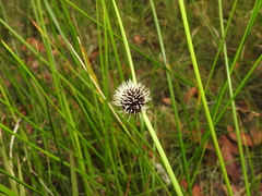 Chorizandra sphaerocephala