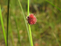 Chorizandra sphaerocephala