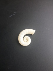 Spirula spirula