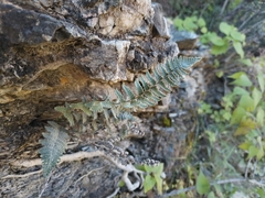 Myriopteris lindheimeri