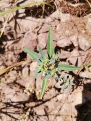 Euphorbia exstipulata