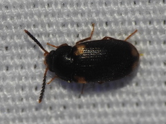 Mycetophagus serrulatus