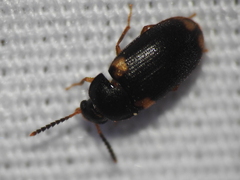Mycetophagus serrulatus