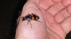 Nicrophorus