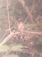 Phoenicurus auroreus