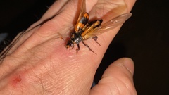 Nicrophorus