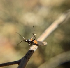 Aetole unipunctella