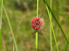 Chorizandra sphaerocephala