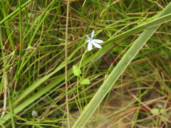 Lobelia quadrangularis