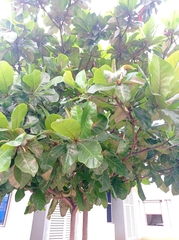 Terminalia