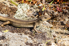 Oligosoma grande