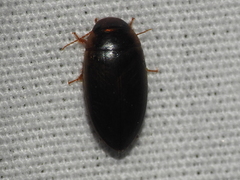 Copelatus chevrolati