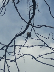 Todiramphus sanctus vagans