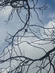 Todiramphus sanctus vagans