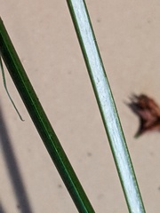 Machaerina rubiginosa