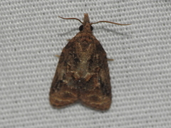 Platynota idaeusalis