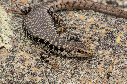 Otago Skink, Oligosoma otagense