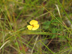 Gompholobium pinnatum